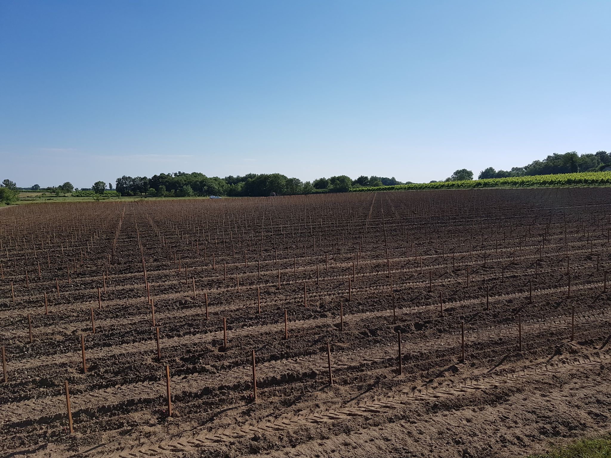 plantaciones de viñas