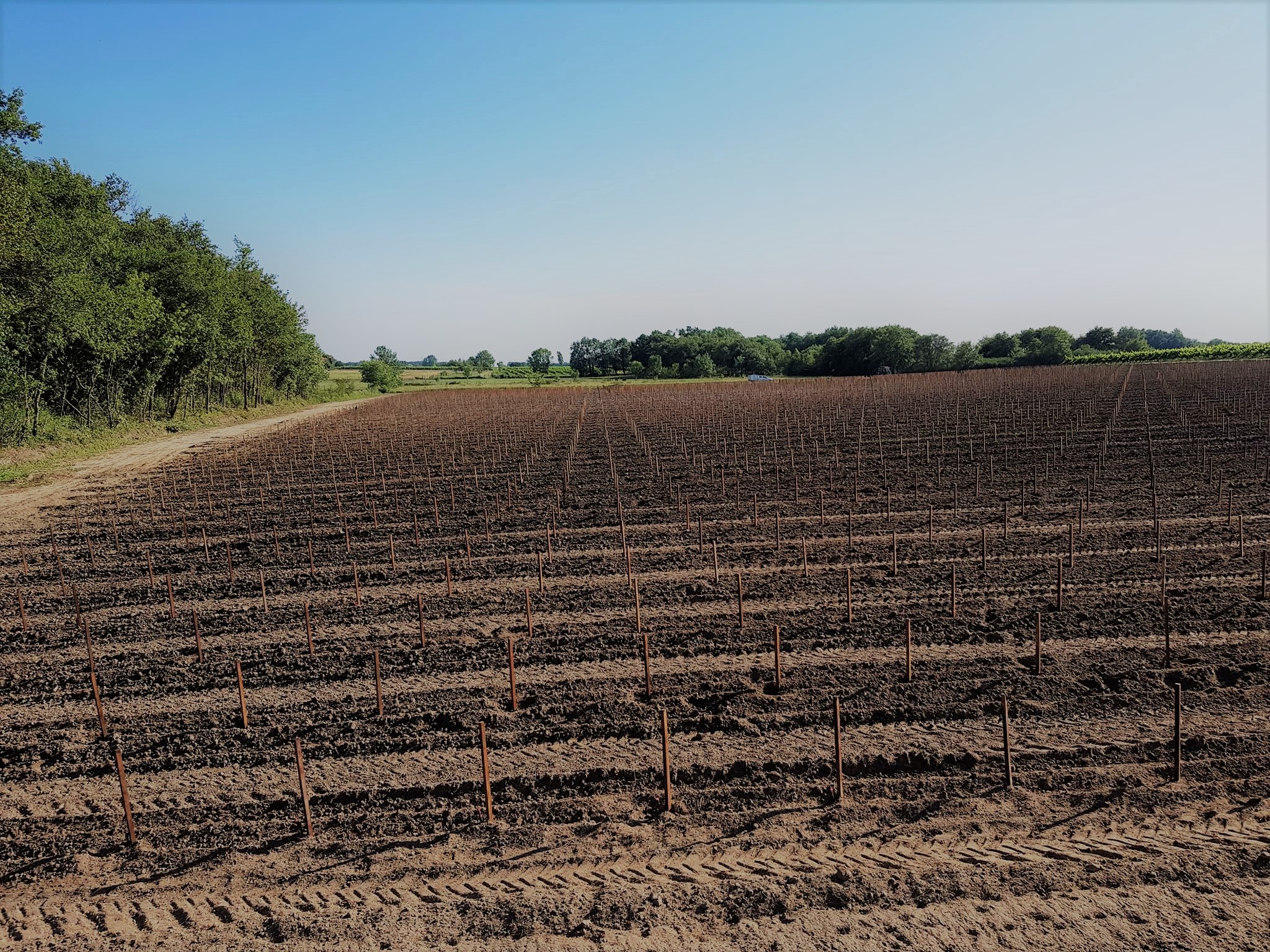 plantaciones de viñas