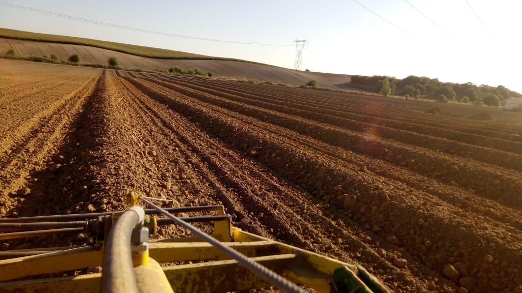 preparation terrain plantation oliviers
