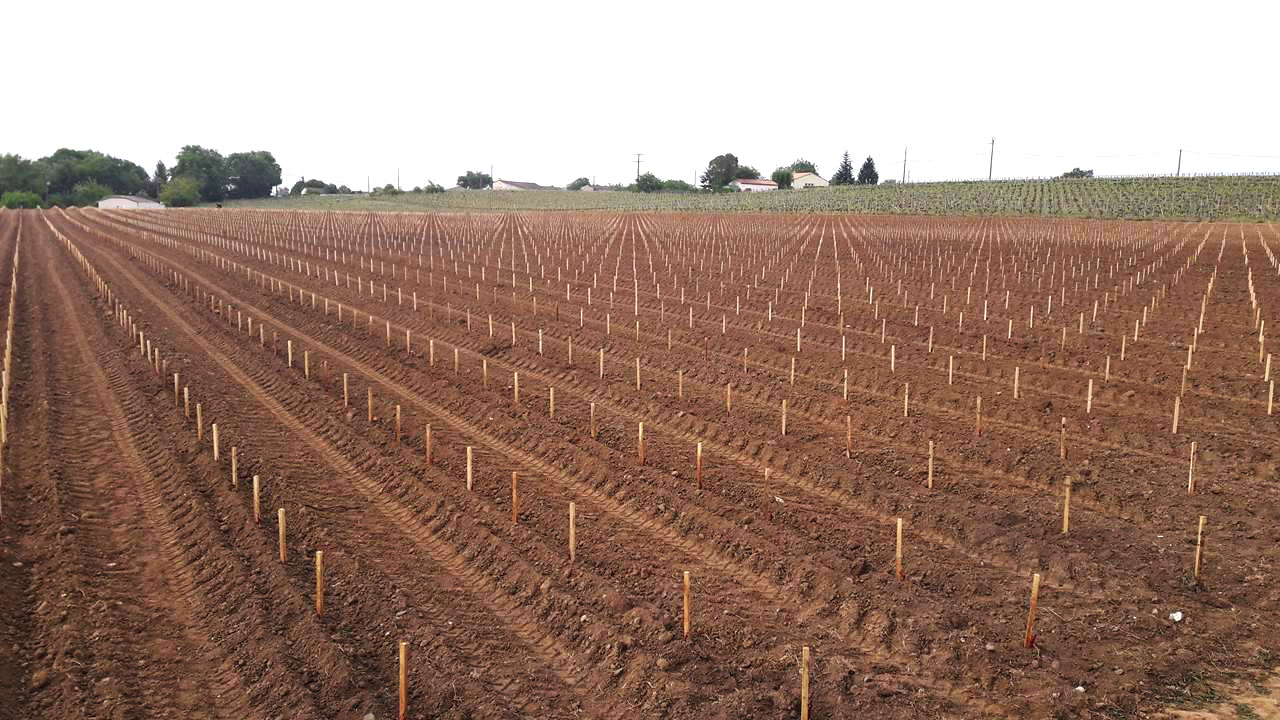 vineyard planting